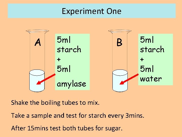 Experiment One A 5 ml starch + 5 ml B amylase 5 ml starch