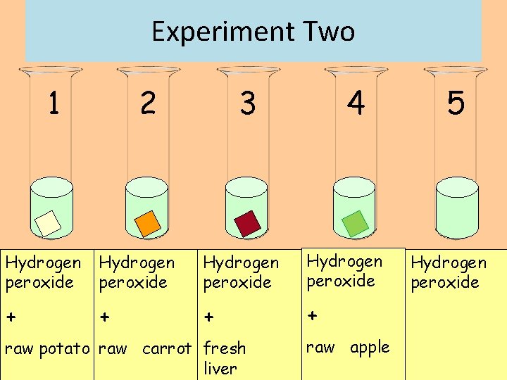 Experiment Two 1 2 3 4 5 Hydrogen peroxide Hydrogen peroxide + + +