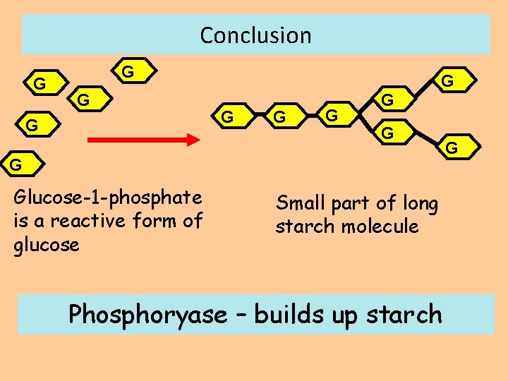 Conclusion G G Glucose-1 -phosphate is a reactive form of glucose Small part of