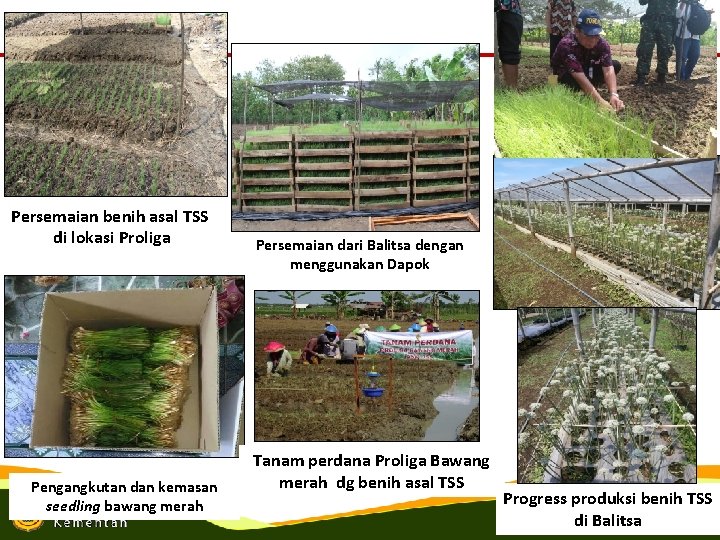 Persemaian benih asal TSS di lokasi Proliga Pengangkutan dan kemasan seedling bawang merah Persemaian