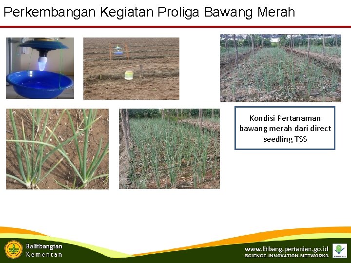 Perkembangan Kegiatan Proliga Bawang Merah Kondisi Pertanaman bawang merah dari direct seedling TSS 