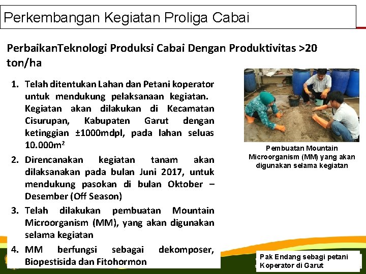 Perkembangan Kegiatan Proliga Cabai Perbaikan. Teknologi Produksi Cabai Dengan Produktivitas >20 ton/ha 1. Telah