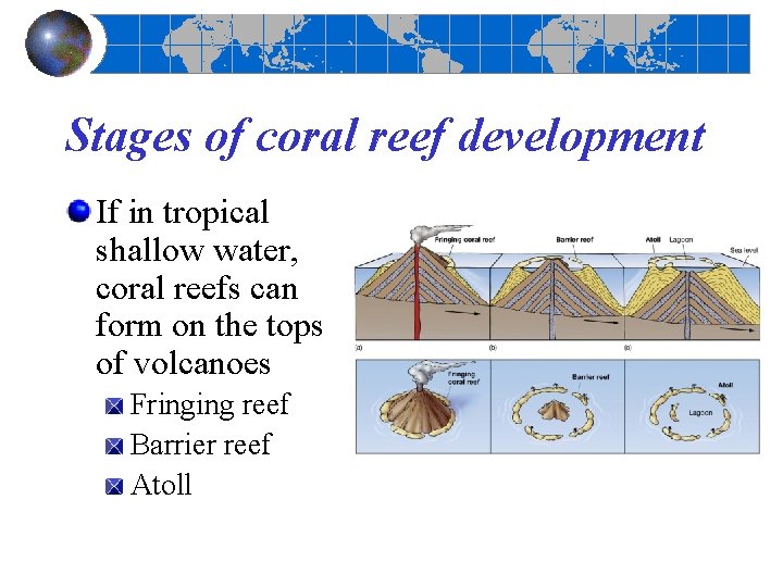 Stages of coral reef development If in tropical shallow water, coral reefs can form
