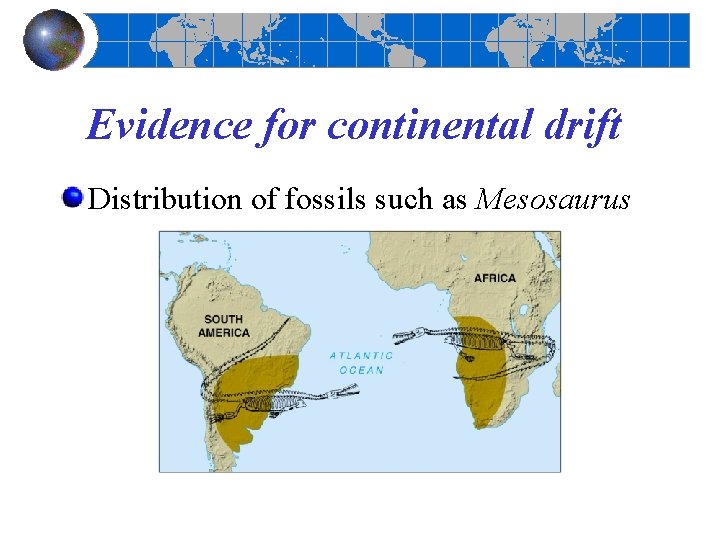Evidence for continental drift Distribution of fossils such as Mesosaurus 