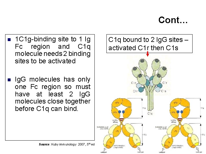 Cont… n 1 C 1 g-binding site to 1 Ig Fc region and C