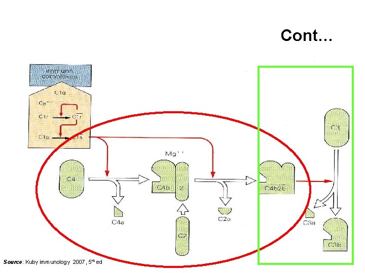 Cont… Source: Kuby immunology 2007, 5 th ed 
