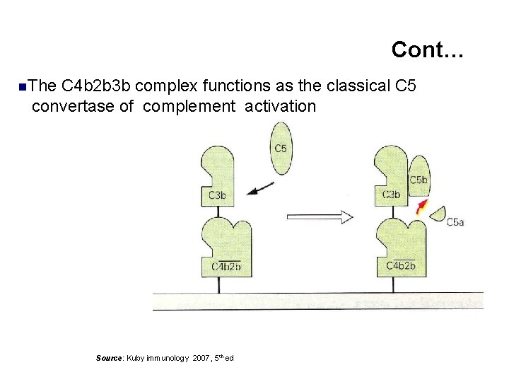 Cont… n. The C 4 b 2 b 3 b complex functions as the