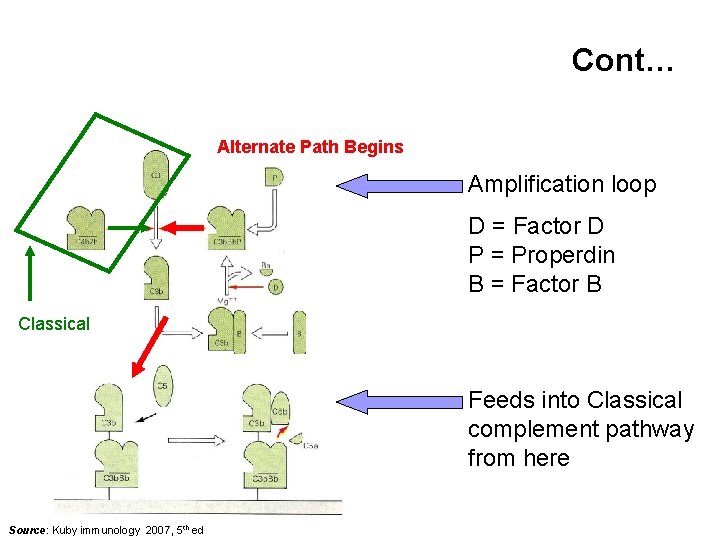 Cont… Alternate Path Begins Amplification loop D = Factor D P = Properdin B