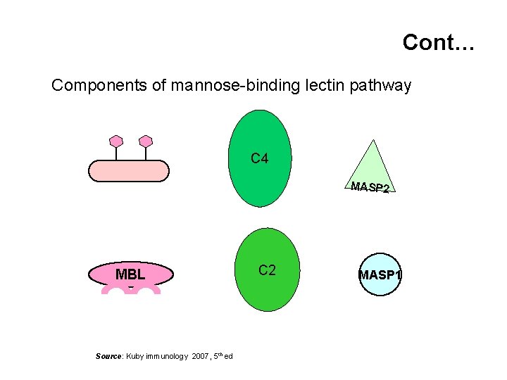 Cont… Components of mannose-binding lectin pathway C 4 MASP 2 MBL Source: Kuby immunology