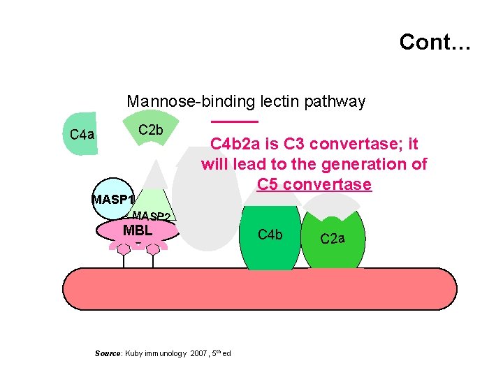 Cont… Mannose-binding lectin pathway _____ C 2 b C 4 a MASP 1 MASP