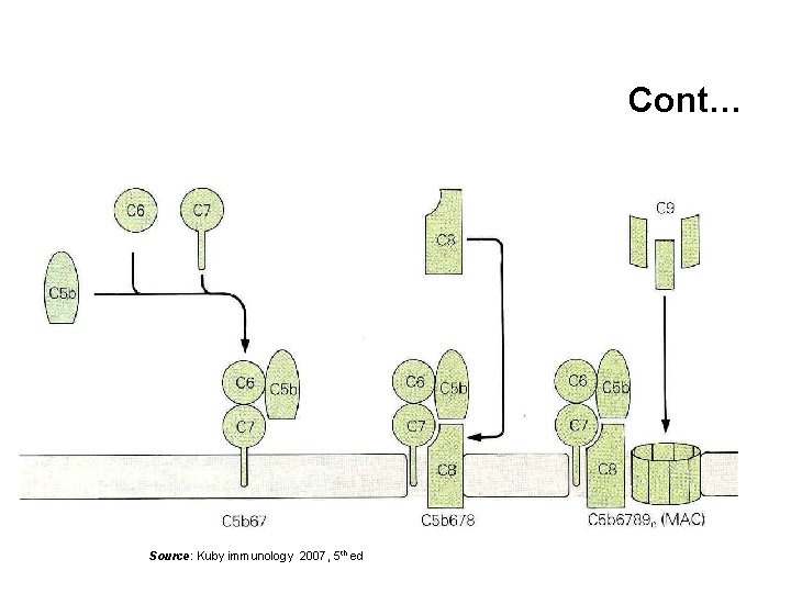 Cont… Source: Kuby immunology 2007, 5 th ed 