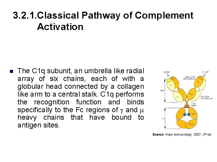 3. 2. 1. Classical Pathway of Complement Activation n The C 1 q subunit,