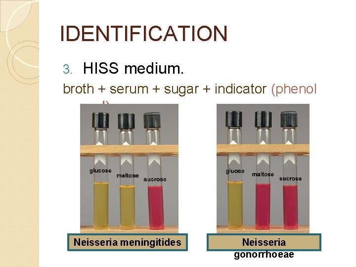 IDENTIFICATION 3. HISS medium. broth + serum + sugar + indicator (phenol red) Neisseria