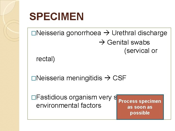 SPECIMEN �Neisseria gonorrhoea Urethral discharge Genital swabs (servical or rectal) �Neisseria meningitidis CSF �Fastidious
