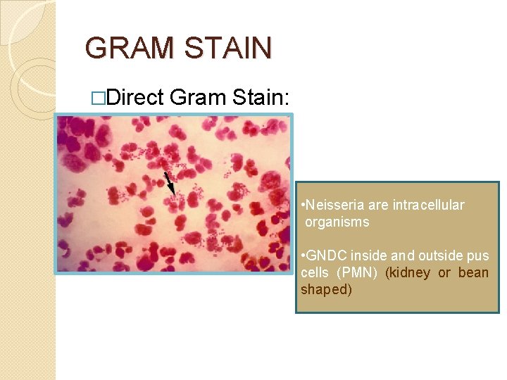 GRAM STAIN �Direct Gram Stain: • Neisseria are intracellular organisms • GNDC inside and