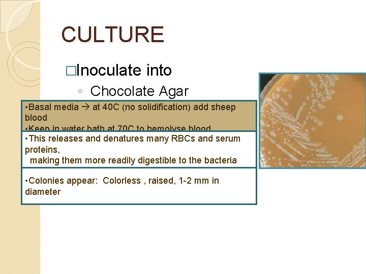 CULTURE �Inoculate into ◦ Chocolate Agar • Basal media at 40 C (no solidification)