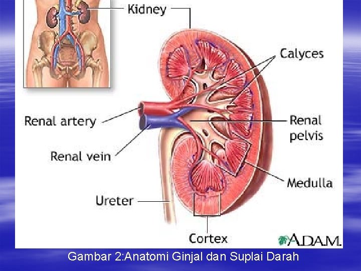Gambar 2: Anatomi Ginjal dan Suplai Darah 