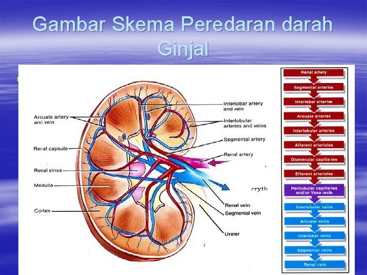 Gambar Skema Peredaran darah Ginjal § 