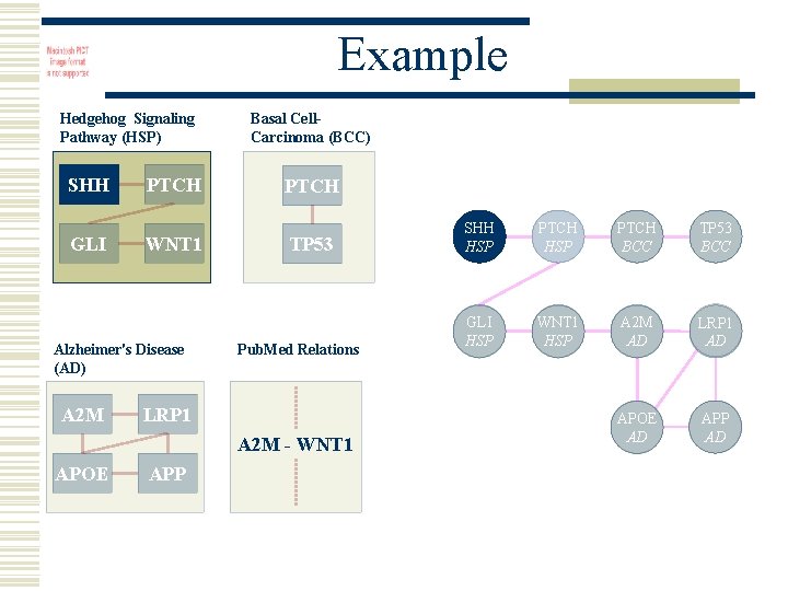Example Hedgehog Signaling Pathway (HSP) SHH GLI PTCH WNT 1 Alzheimer's Disease (AD) A