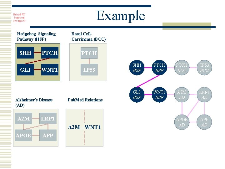 Example Hedgehog Signaling Pathway (HSP) SHH GLI PTCH WNT 1 Alzheimer's Disease (AD) A