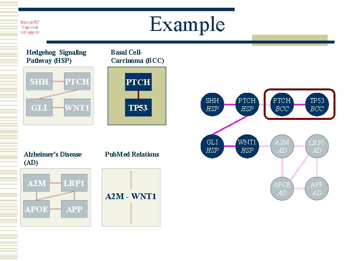 Example Hedgehog Signaling Pathway (HSP) SHH GLI PTCH WNT 1 Alzheimer's Disease (AD) A