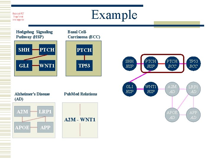 Example Hedgehog Signaling Pathway (HSP) SHH GLI PTCH WNT 1 Alzheimer's Disease (AD) A
