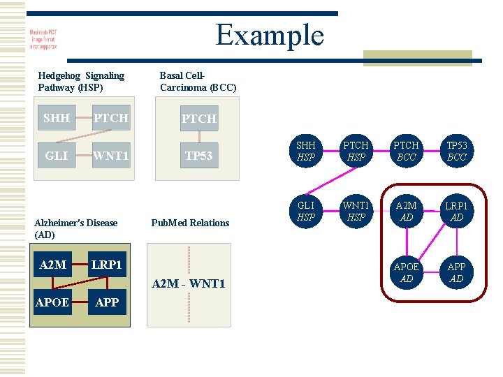 Example Hedgehog Signaling Pathway (HSP) SHH GLI PTCH WNT 1 Alzheimer's Disease (AD) A