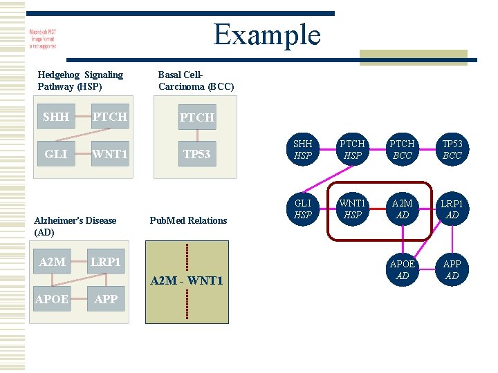 Example Hedgehog Signaling Pathway (HSP) SHH GLI PTCH WNT 1 Alzheimer's Disease (AD) A