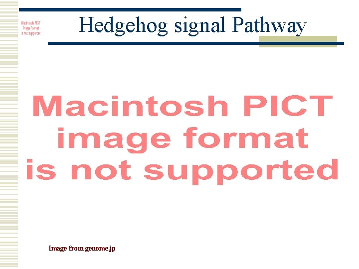 Hedgehog signal Pathway Image from genome. jp 
