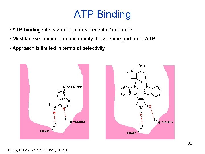 ATP Binding • ATP-binding site is an ubiquitous “receptor” in nature • Most kinase