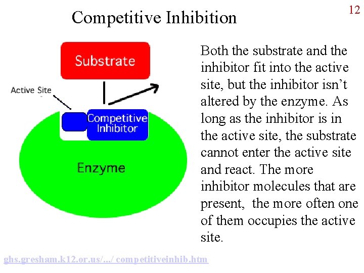 Competitive Inhibition 12 Both the substrate and the inhibitor fit into the active site,