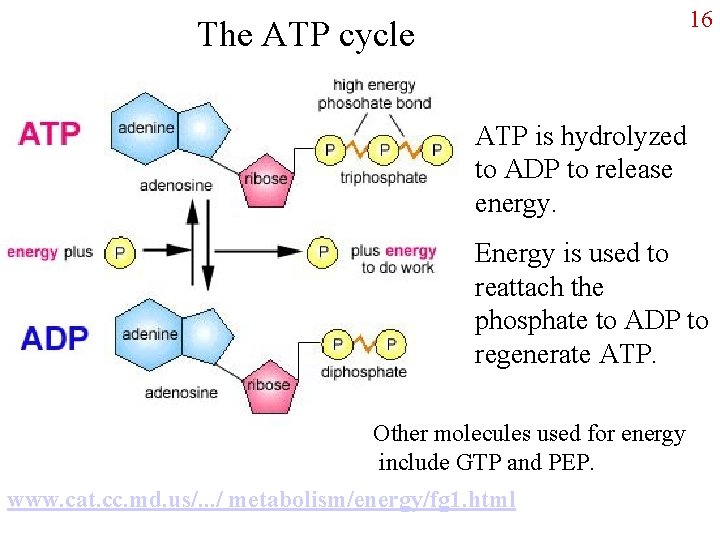 16 The ATP cycle ATP is hydrolyzed to ADP to release energy. Energy is