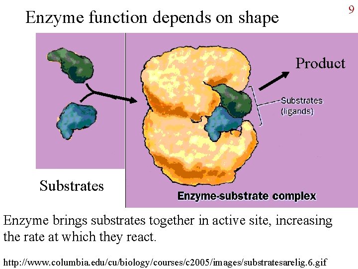 9 Enzyme function depends on shape Product Substrates Enzyme brings substrates together in active