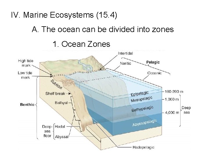 IV. Marine Ecosystems (15. 4) A. The ocean can be divided into zones 1.