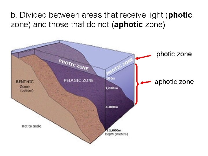 b. Divided between areas that receive light (photic zone) and those that do not