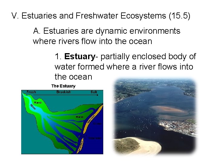 V. Estuaries and Freshwater Ecosystems (15. 5) A. Estuaries are dynamic environments where rivers