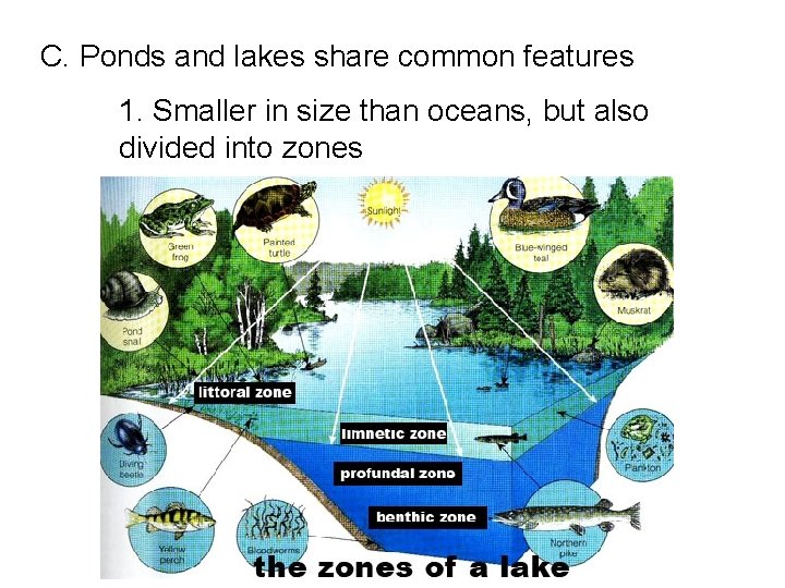 C. Ponds and lakes share common features 1. Smaller in size than oceans, but