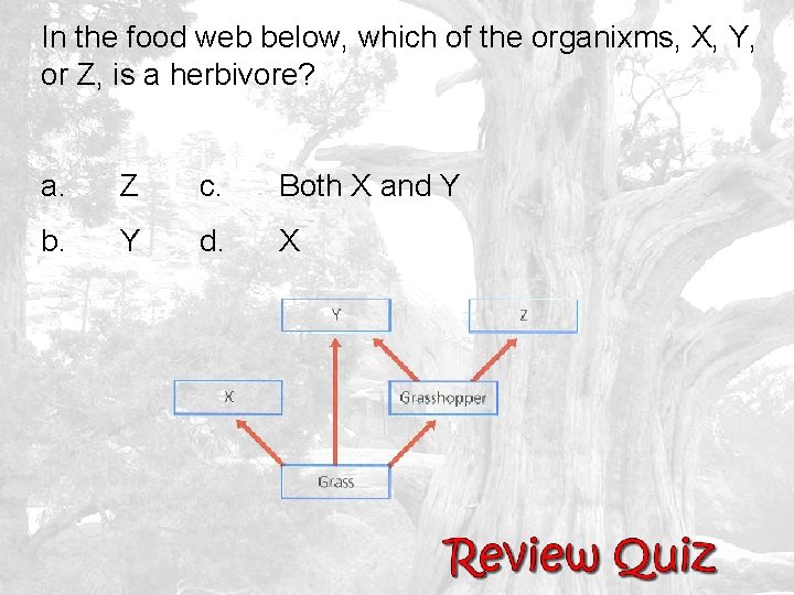 In the food web below, which of the organixms, X, Y, or Z, is