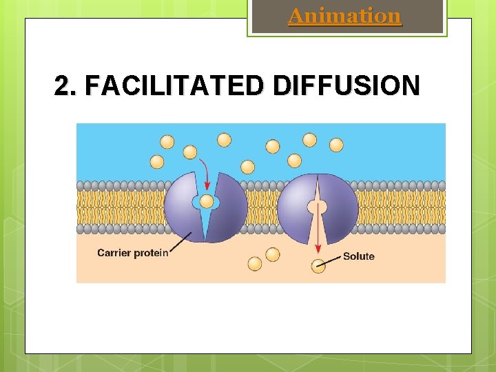 Animation 2. FACILITATED DIFFUSION 