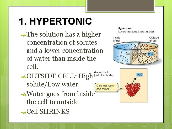 1. HYPERTONIC The solution has a higher concentration of solutes and a lower concentration