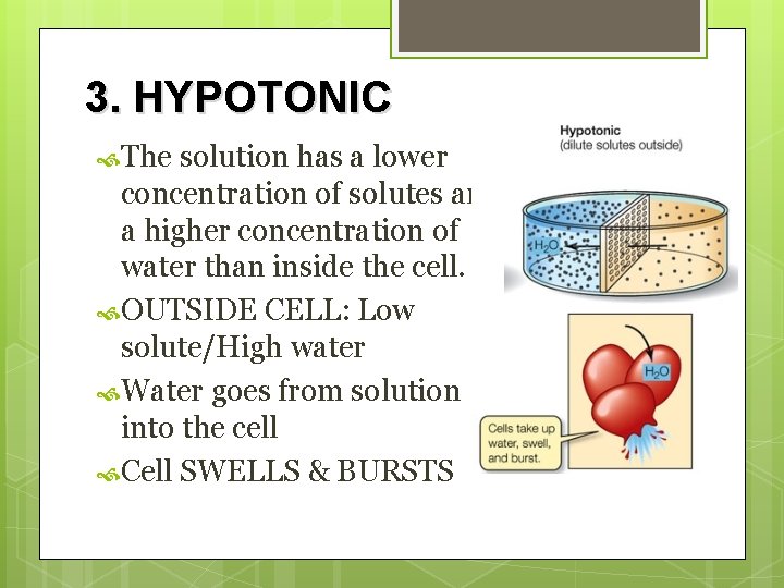 3. HYPOTONIC The solution has a lower concentration of solutes and a higher concentration