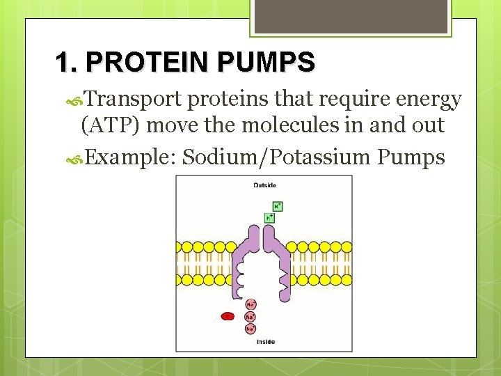 1. PROTEIN PUMPS Transport proteins that require energy (ATP) move the molecules in and