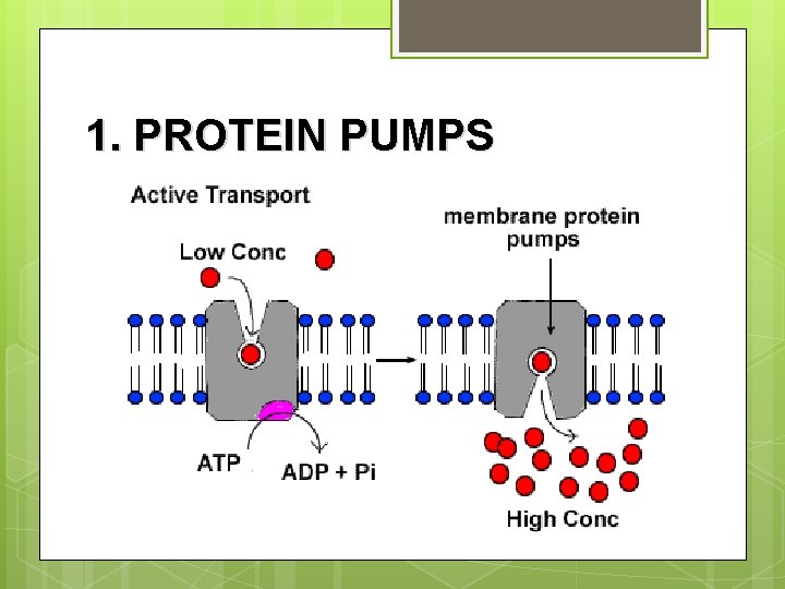 1. PROTEIN PUMPS 