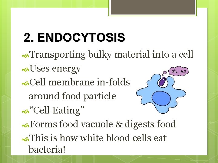 2. ENDOCYTOSIS Transporting Uses bulky material into a cell energy Cell membrane in-folds around