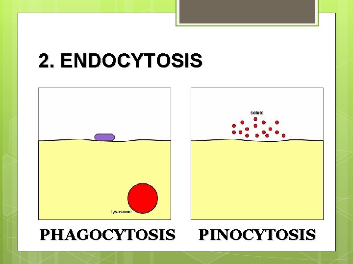 2. ENDOCYTOSIS PHAGOCYTOSIS PINOCYTOSIS 