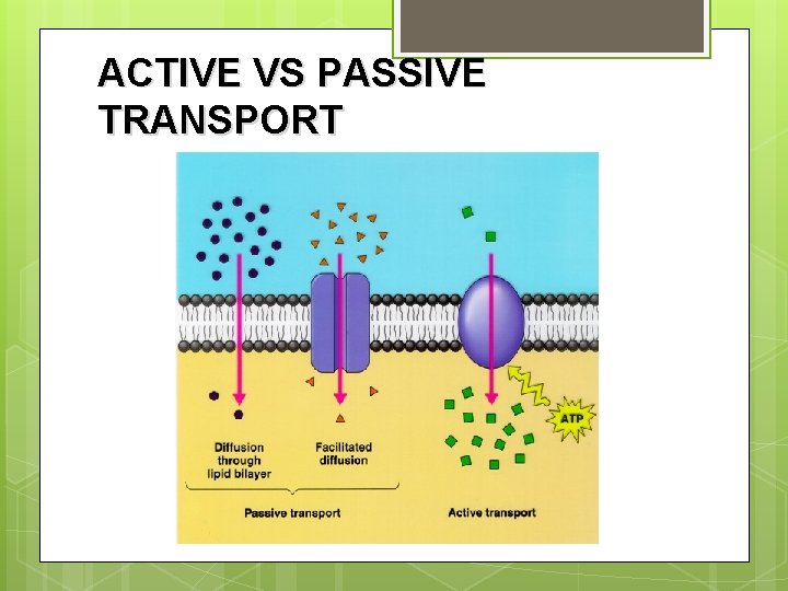 ACTIVE VS PASSIVE TRANSPORT 