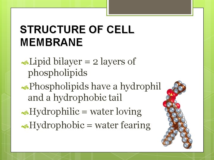 STRUCTURE OF CELL MEMBRANE Lipid bilayer = 2 layers of phospholipids Phospholipids have a