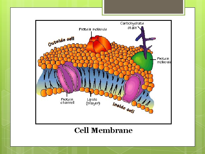 Cell Membrane 