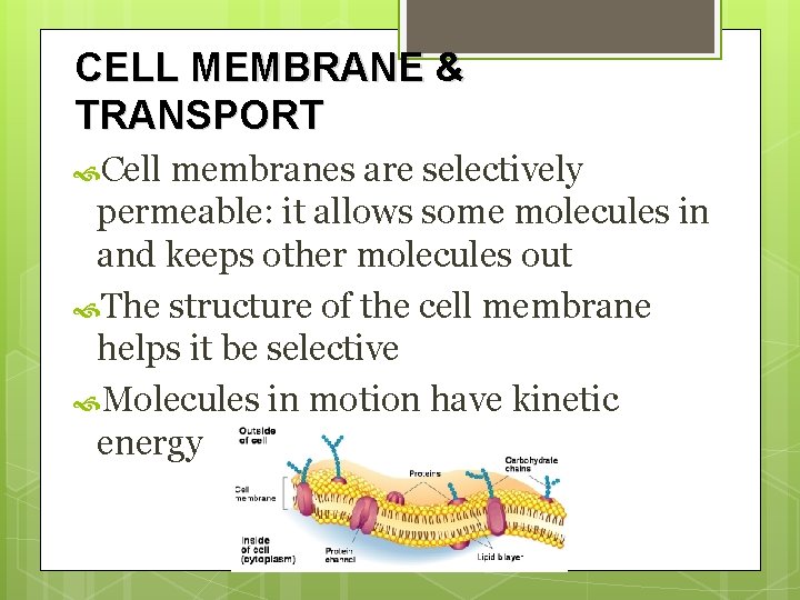 CELL MEMBRANE & TRANSPORT Cell membranes are selectively permeable: it allows some molecules in