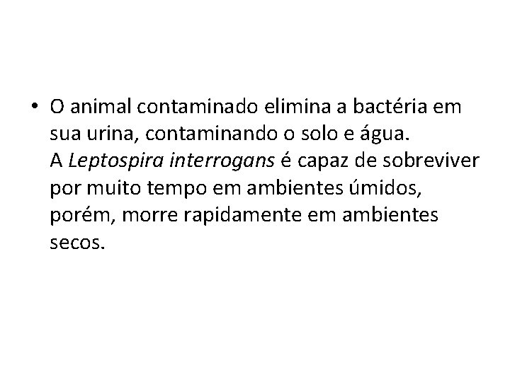  • O animal contaminado elimina a bactéria em sua urina, contaminando o solo